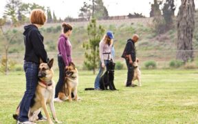 How to Teach Dogs to Come When Called 4