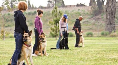How to Teach Dogs to Come When Called 29